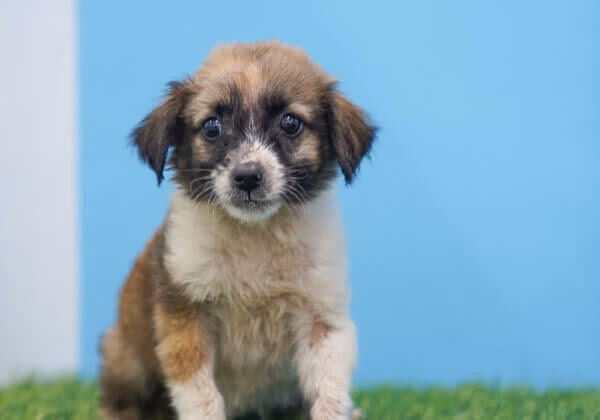 2025: A year of breakthroughs in animal welfare and rescue by emergency and rapid response teams