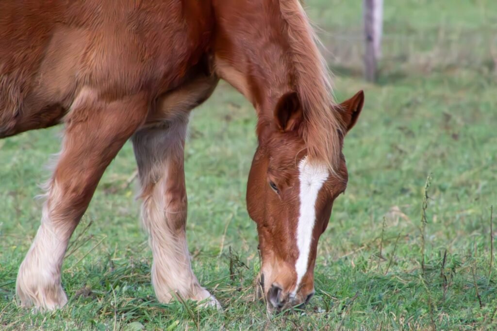 Animal welfare over livelihood: Mumbai court rejects plea to return seized ceremonial horse to owner | Mumbai news