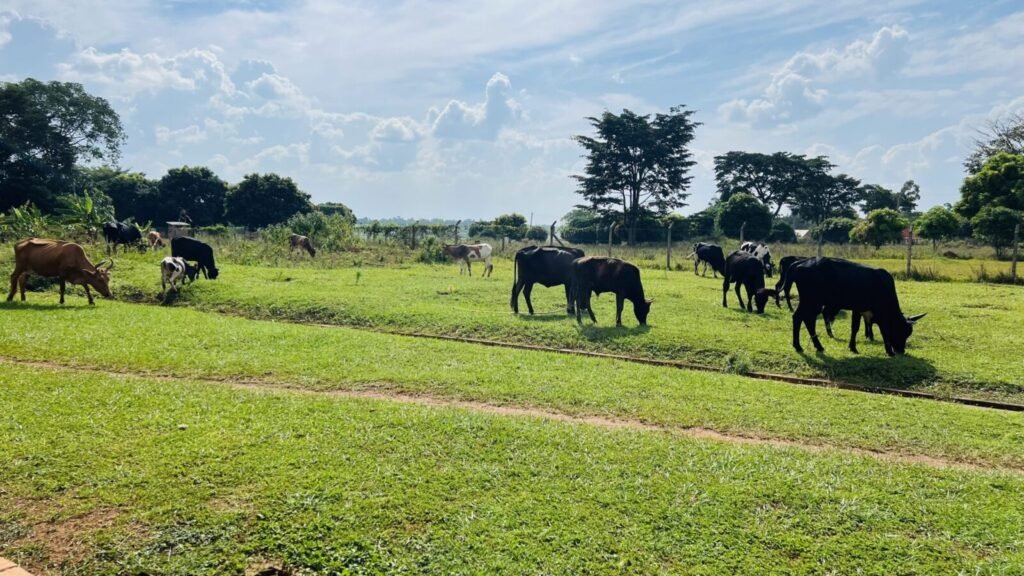 Resources 74 Clinical and Animal Welfare Insights from a Cowpox Outbreak in Sahiwal Cattle and Human Handlers in Jammu and Kashmir, India