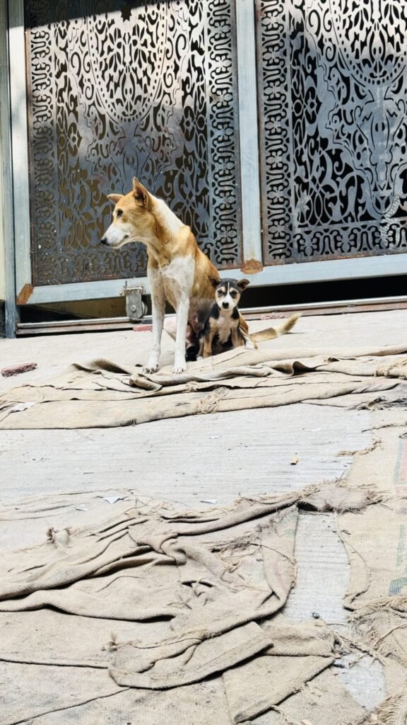 Resources 73 Compliance with anti-rabies post-exposure prophylaxis among animal bite victims attending anti-rabies clinic of a tertiary care centre in urban Bengaluru.