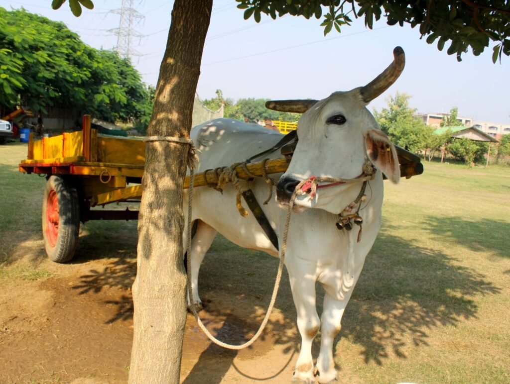Constitution/Reconstitution of Societies for Prevention of Cruelty to Animals at the district level in all the States and UTs dated 12.02.2026