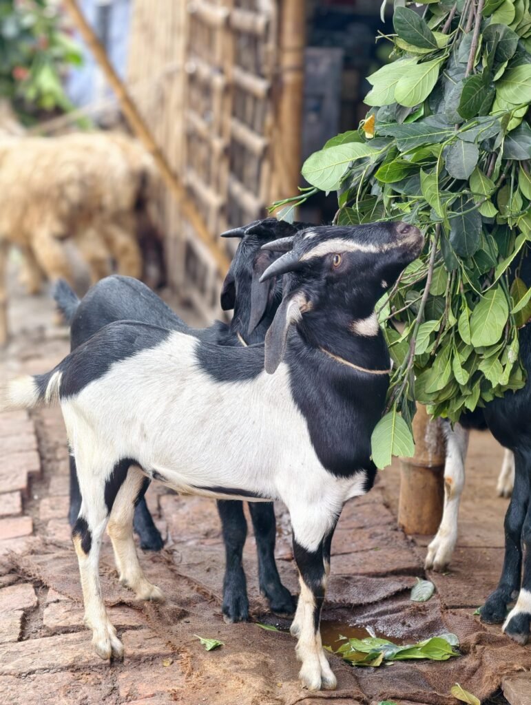 Dozens Of Goats Bitten On Neck By Men, Bleed Out In Telangana Sacrifice
