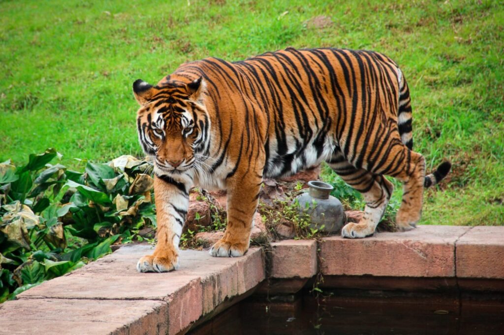 Resources 72 EVOLUTION OF WILDLIFE LAWS IN INDIA AND THE ROLE OF COMMUNITY IN HUMAN-WILDLIFE CONFLICT AND CONSERVATION