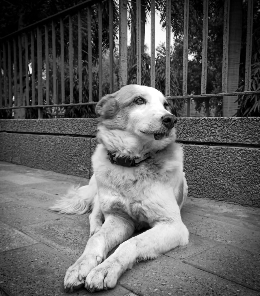 FIR Registered for Rape of a Female Dog in Kandivali East, Mumbai Following PETA India Intervention