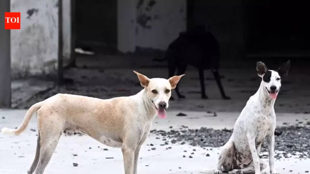 Greater Bengaluru Authority claims stray dog adoptions on rise after its welfare drive