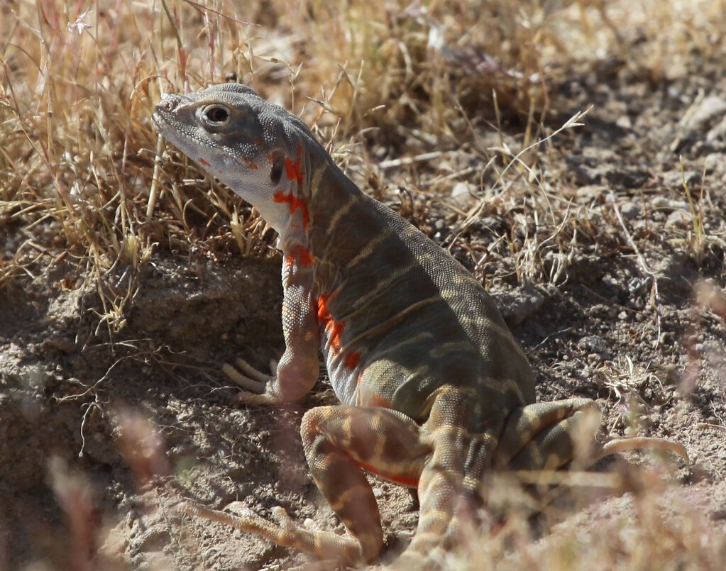 PARLIAMENT QUESTION: WILDLIFE AND ANIMAL CONSERVATION INITIATIVES