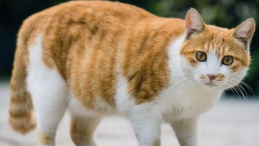 Pregnant cat kidnapped, FIR filed against 9 residents of upscale Bengaluru apartment