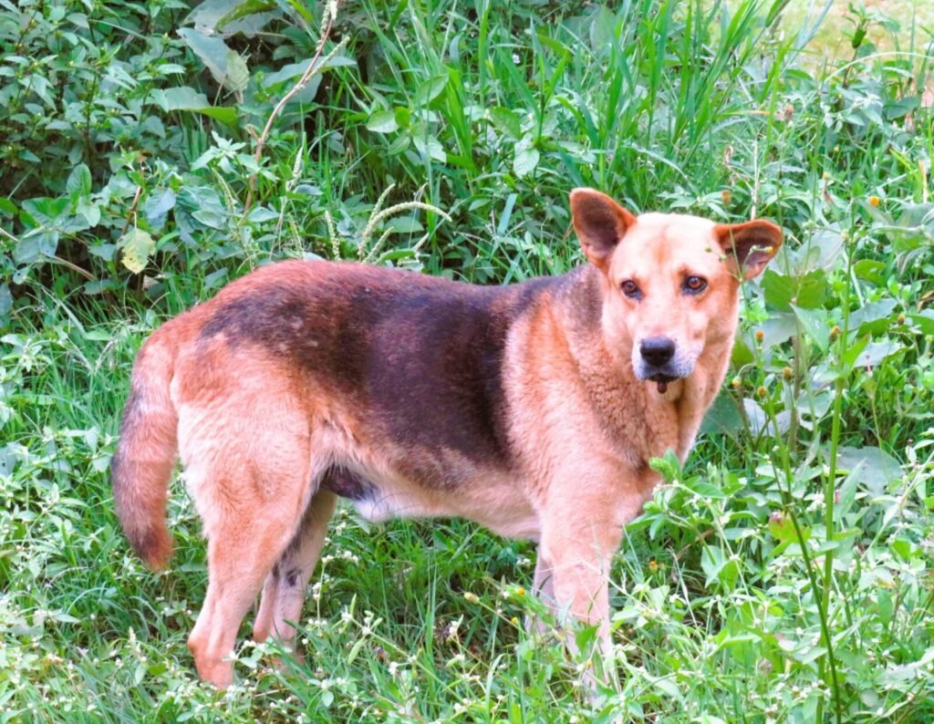 Resources 76 Stray dog bites and rabies in India: A silent epidemic.
