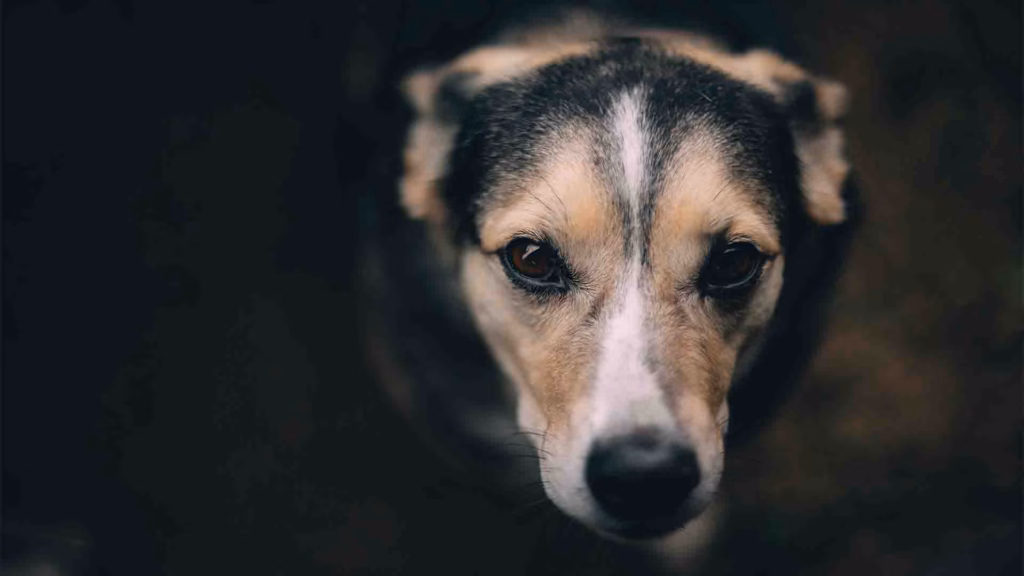 Stray lives matter: laws & rights to protect animals in India