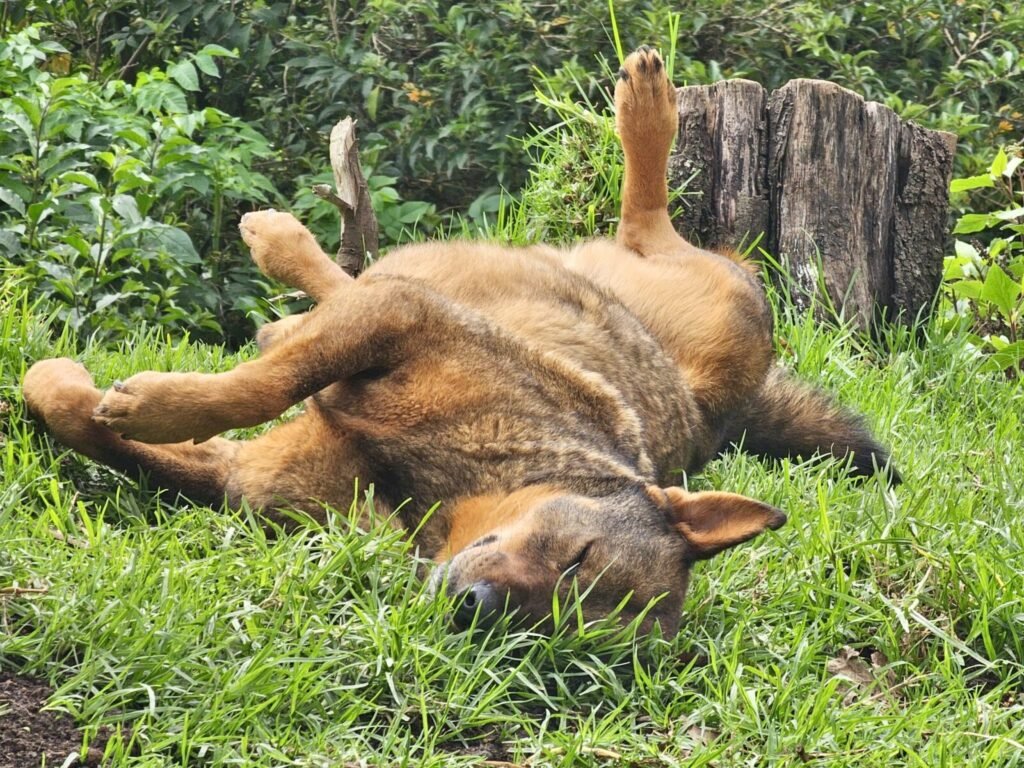 “TDB-DST Supports Indigenous Commercial Production of Veterinary Hormones by Biovet Pvt. Ltd.”