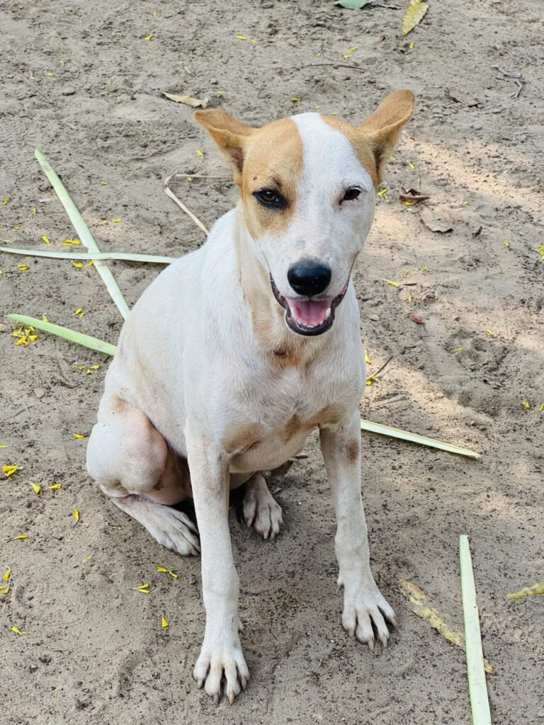 100 Stray Dogs “Poisoned To Death” In Telangana: Police