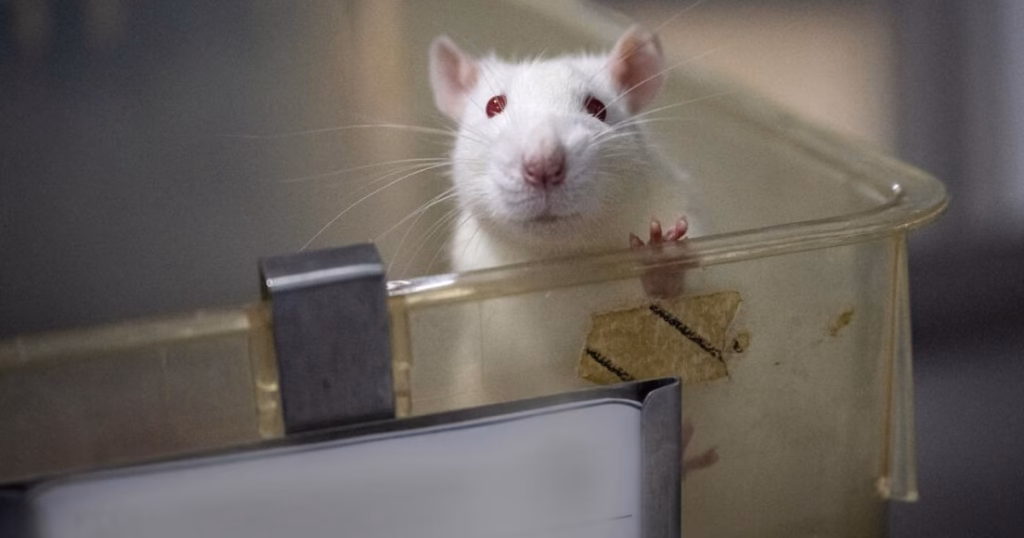7 Alternatives to Animal Experiments