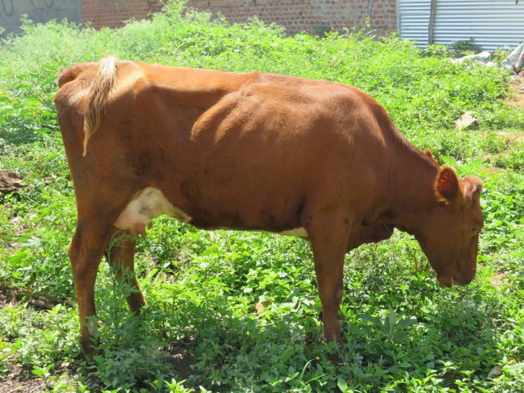 Resources 68 Animal Rights within the Framework of Criminal Law: An Evolving Jurisprudence in India