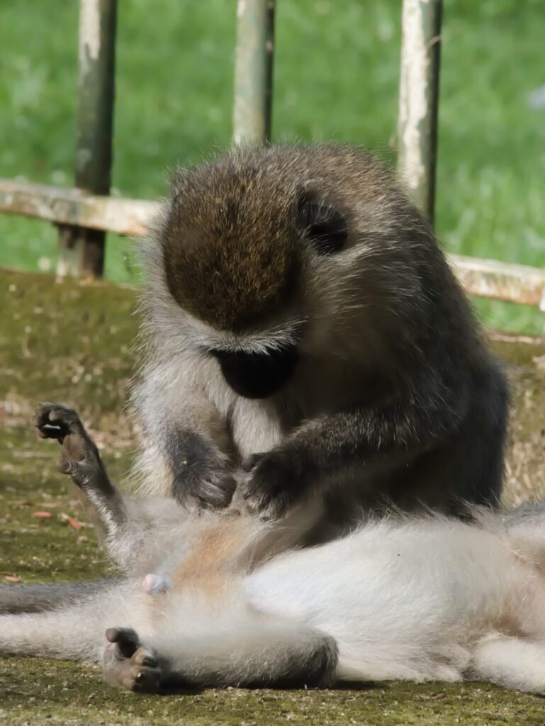 Arrow Pierces Monkey’s Neck In Maharashtra, 2nd Attack In 4 Days