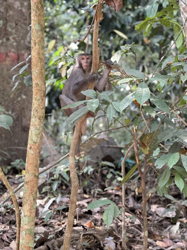 Balliguda Forest Division Registers Preliminary Offence Report for Killing of a Hanuman Langur, Following PETA India Complaint – Blog
