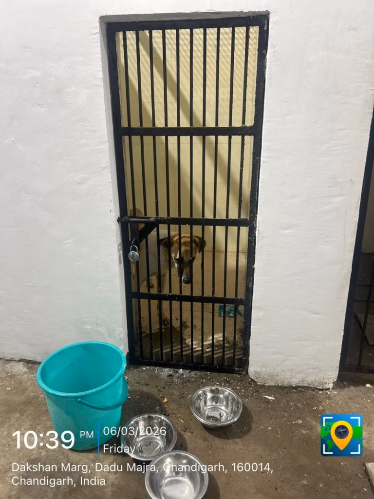 Cruelty continues at Chandigarh’s new animal shelter: Dogs locked up without food, water, and staff
