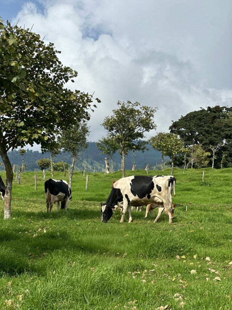 Resources 63 First multi-domain scientific protocol with physiological markers for assessing cattle welfare in India.
