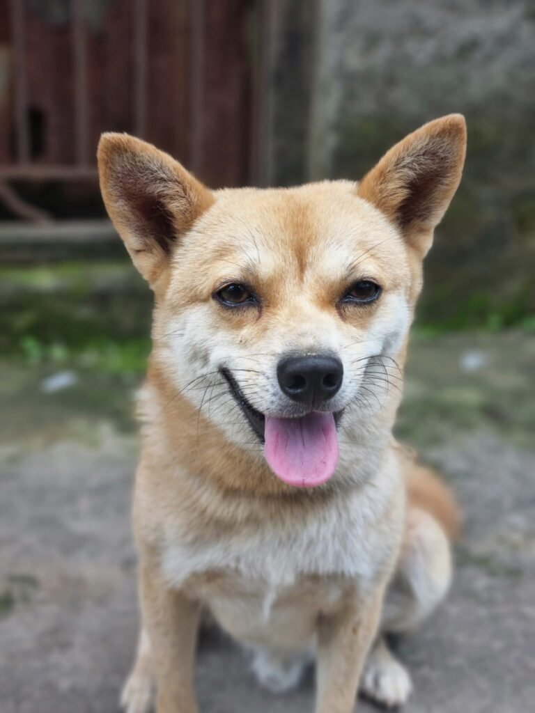 KINIMI URGES COLLECTIVE RESPONSIBILITY FOR ANIMAL WELFARE IN NAGALAND