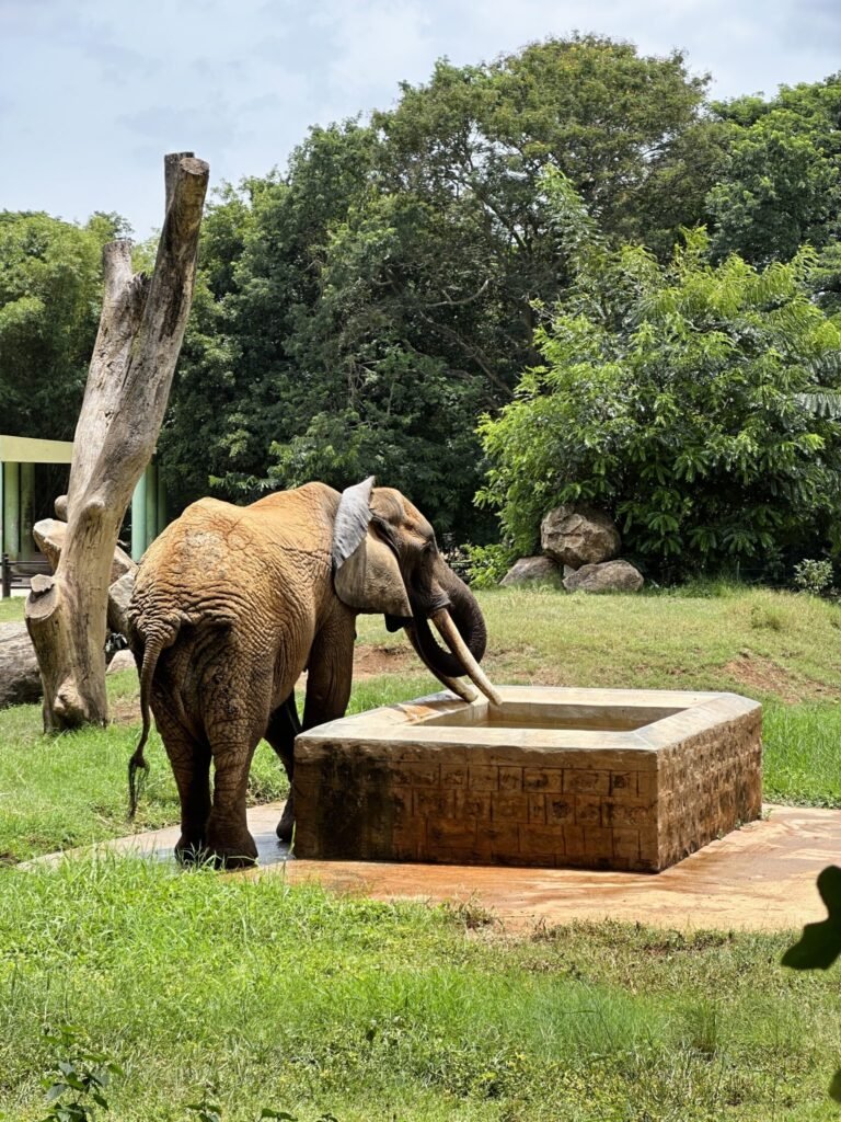 ‘Pink’ Elephant In Russian Artist’s Jaipur Photoshoot Died A Month Ago. All You Need To Know