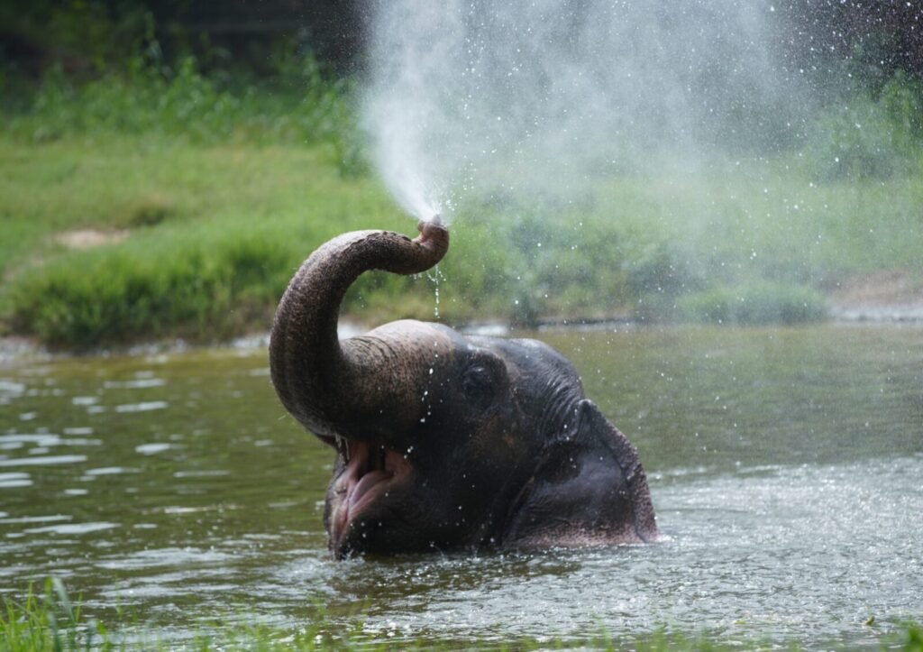 Resources 65 Reframing human–elephant conflict in India through context-dependent coexistence strategies