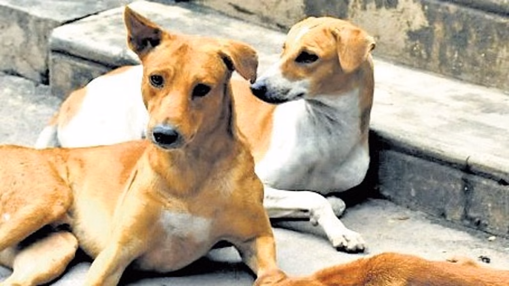 Stray dog crisis: Five mobile ABC units to be launched across Kerala