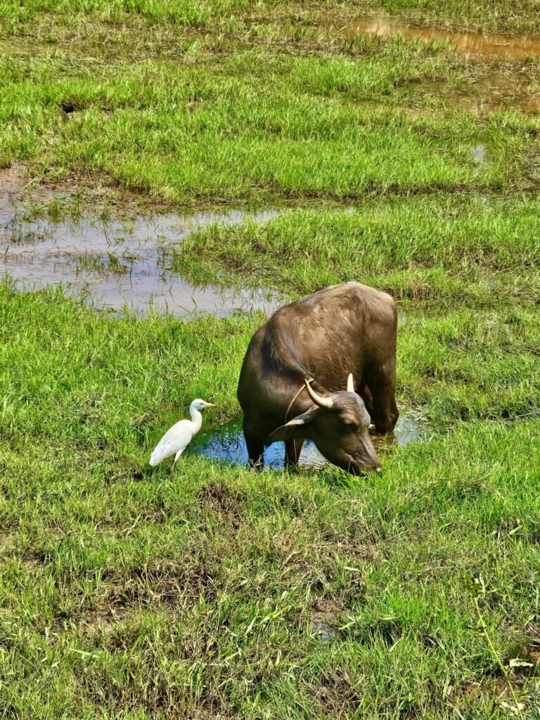 BLOOD DRENCHED & BEATEN: PETA India Moves Gauhati High Court With Latest Investigation into Violent & Illegal Buffalo Fights – Blog