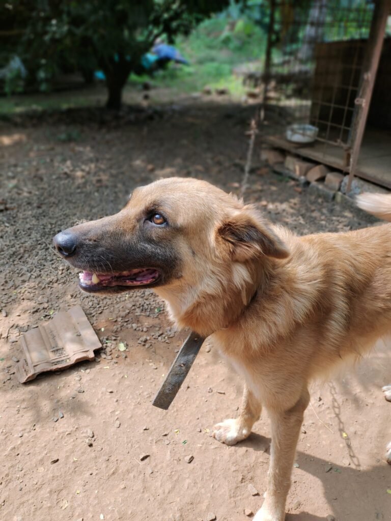 Five Dogs Rescued from Jyoti Circus in Sakti, Following Intervention by PETA India & Vatika Animal Sanctuary
