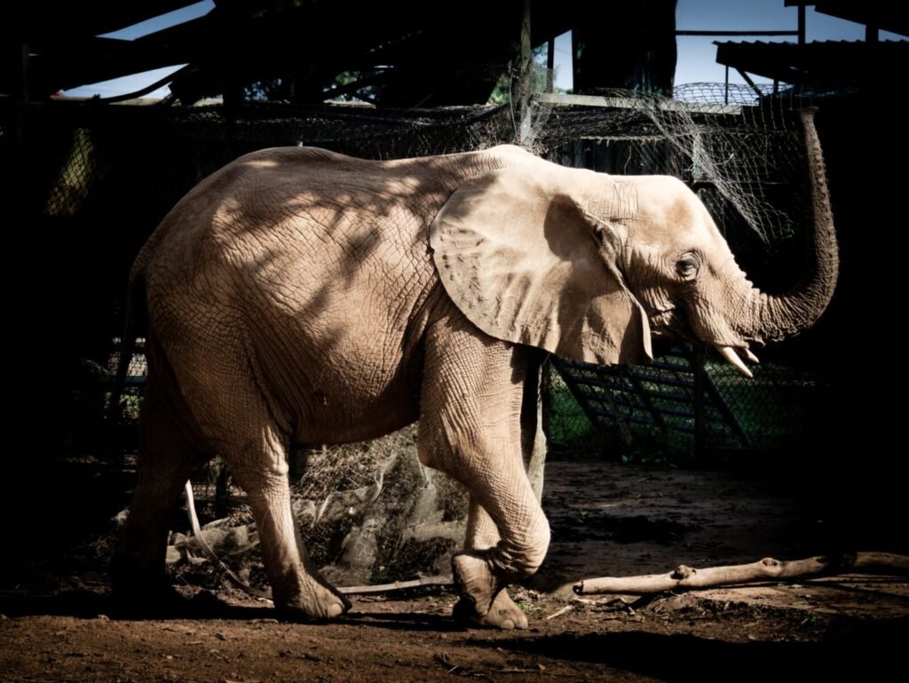 Resources 56 Forest Fragmentation and Landscape Dynamics Shaping Human–Elephant Conflict in West Singhbhum, Jharkhand, India