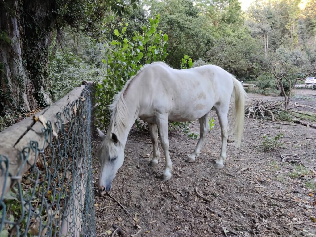 Horse Suspended by Front Legs and Ruthlessly Beaten—FIR Registered in Ballia Following PETA India Complaint