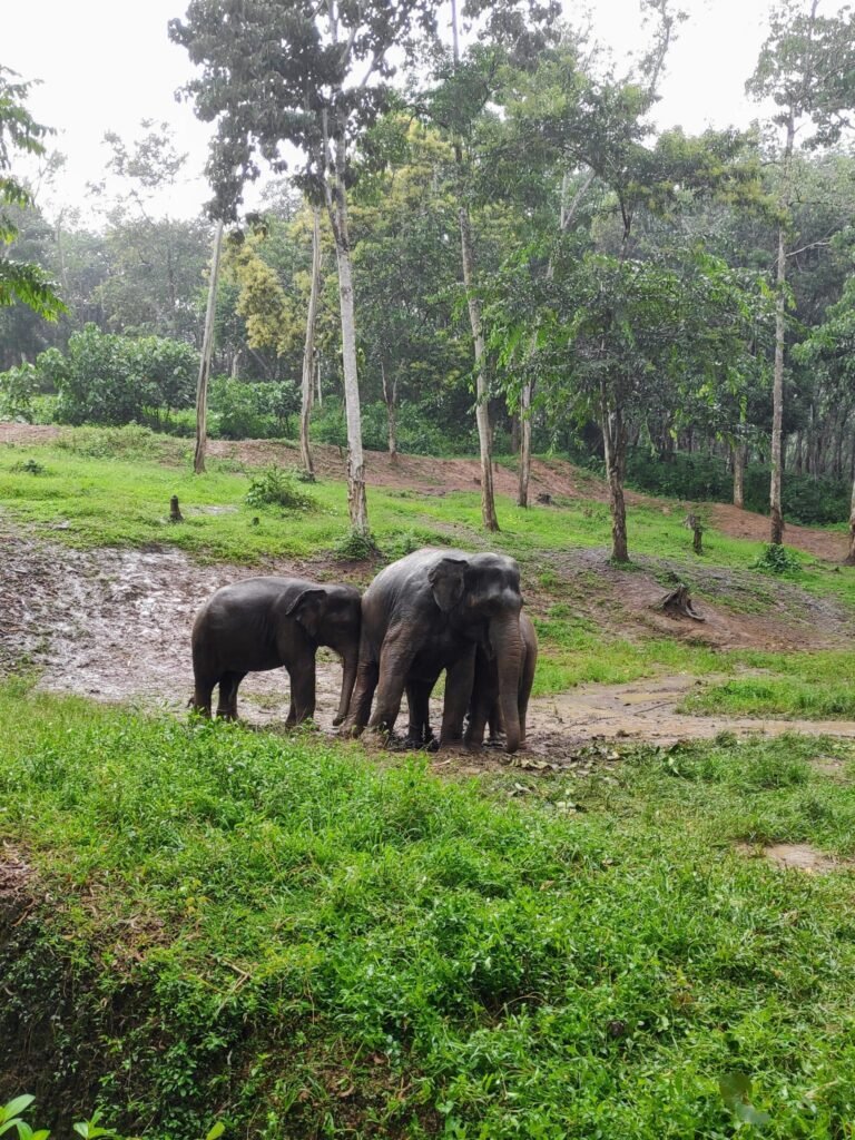 News 24 Jaipur’s Pink Elephant Died Of Cardiac Failure, Postmortem Confirms, Animal Lovers Seek Ban On Elephant Safari