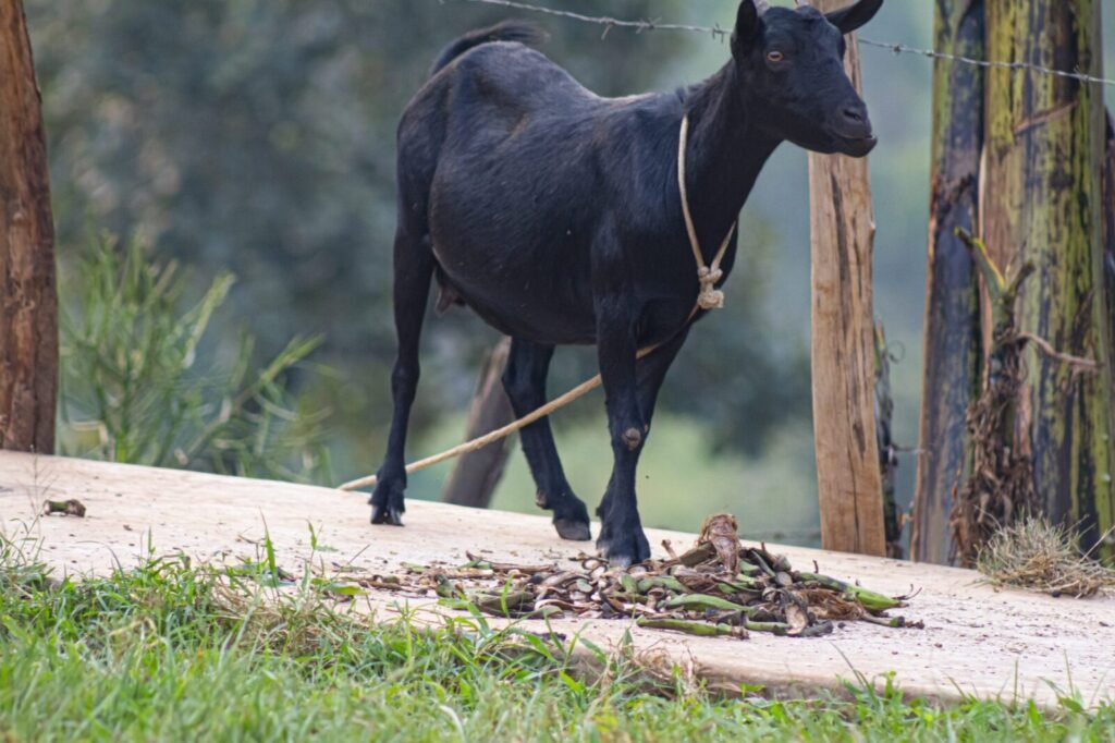 Kid Goat Killed Through Neck Biting During Illegal Sacrifice in Bidar, FIR Registered Following PETA India Complaint