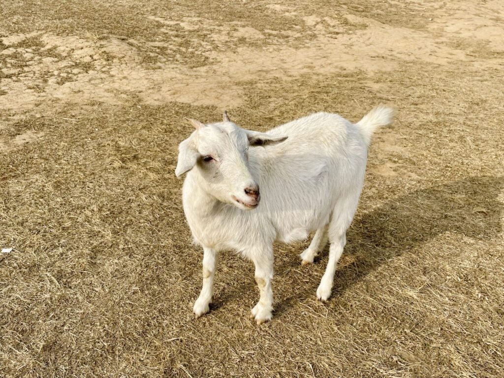 Mumbai Police Register FIR For Illegal Ram Fighting Following PETA India Complaint