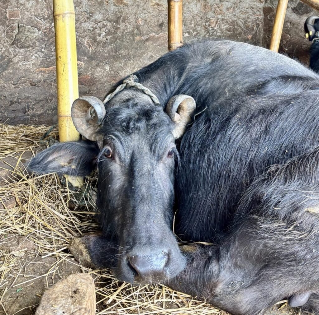 PETA India moves HC over illegal buffalo fights during Bihu