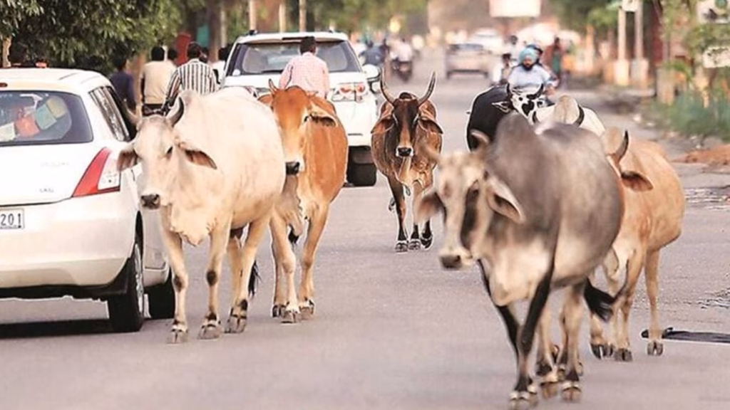 SC seeks Centre, states’ response on plea for national policy on stray cattle