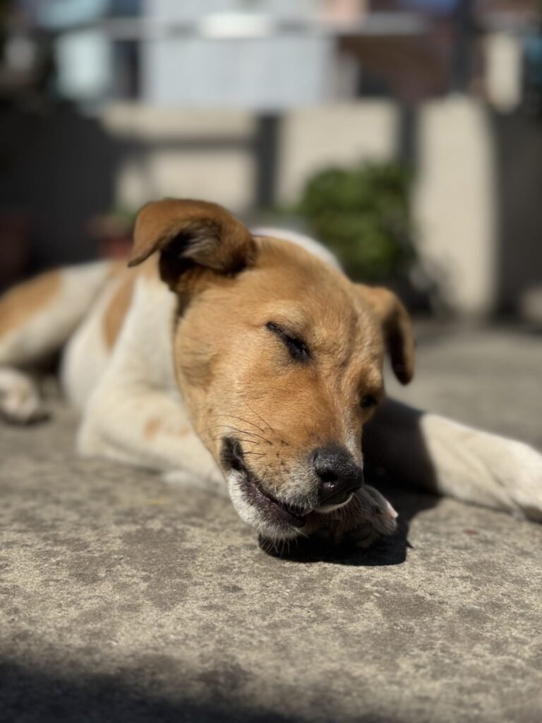 Science Meets Compassion in Lucknow, Indias Model City for Street Dog-community Coexistence