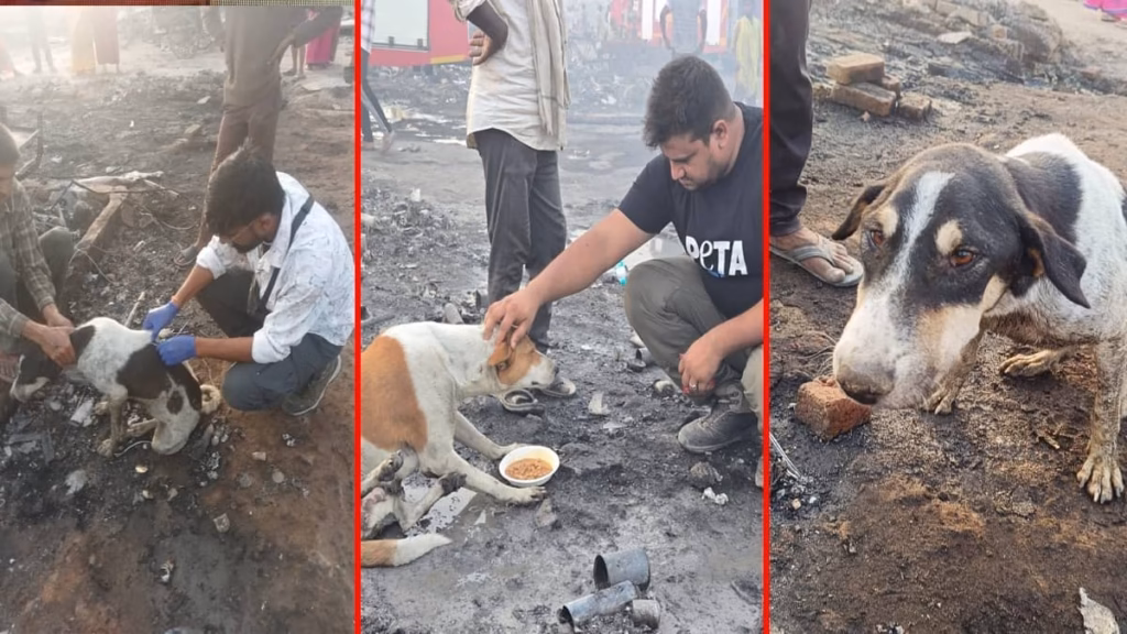 They couldn’t cry for help, but help came: 40+ animals including dogs and cats rescued in massive Ghaziabad fire