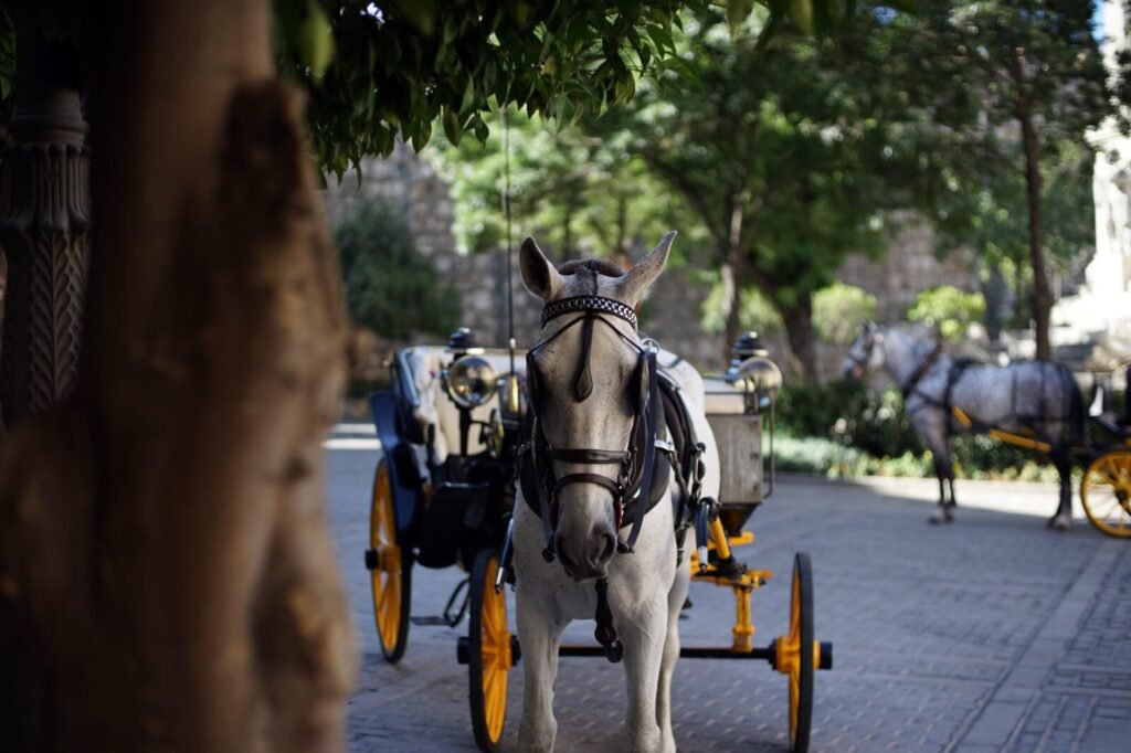 Two Ailing Horses Used for Weddings Left for Dead in Delhi NCR—PETA India Facilitates Rescue