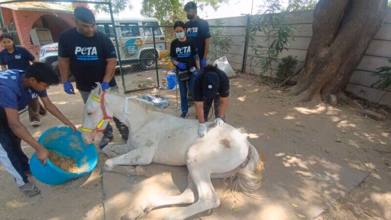 Two ailing horses used for weddings left for dead in Delhi NCR PETA India facilitates rescue