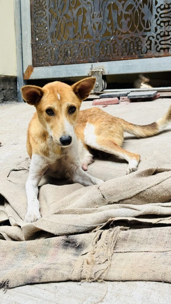 Animal bite cases on rise, anti-rabies vaccinations crossed 42k last year