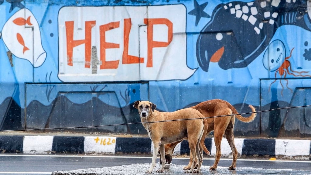 Animal feeders, rescuers allege rise in harassment, cruelty against stray dogs in Bengaluru