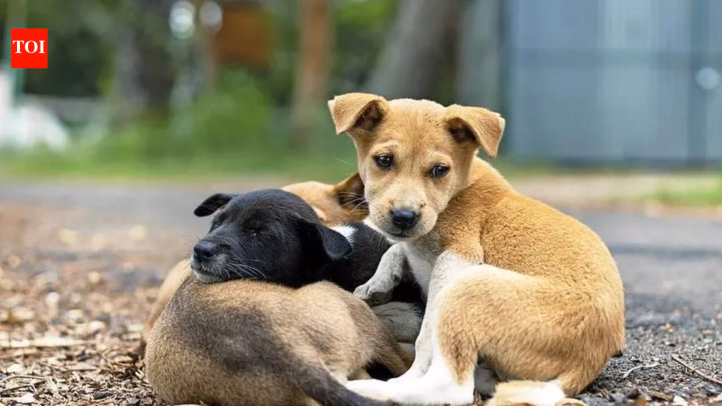 BMC seeks NGOs to build & run stray dog shelters in Mumbai