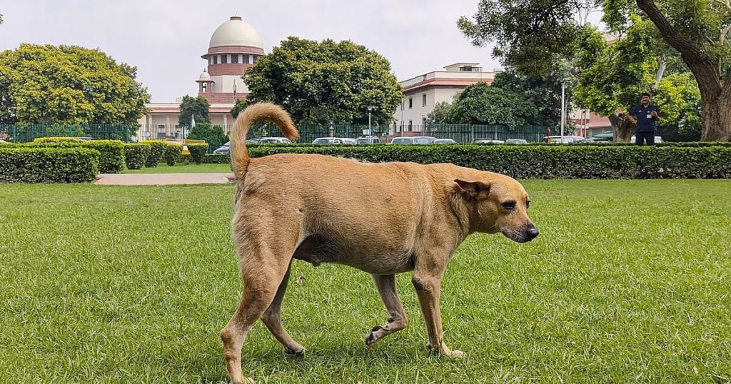 ‘Can’t remain oblivious to harsh ground realities’: Supreme Court dismisses pleas challenging order on relocation, sterilisation of stray dogs