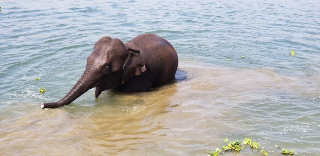 Resources 55 Co-subalternity and the political ecology of human–elephant conflict in Odisha, India