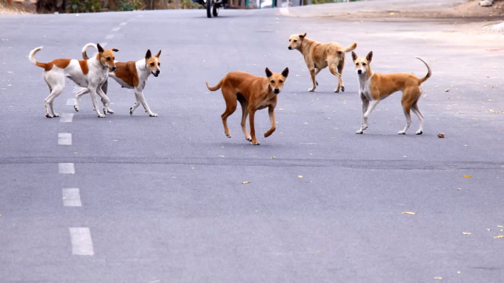 ‘Euthanise dangerously aggressive dogs’: SC upholds direction to remove stray dogs from public places