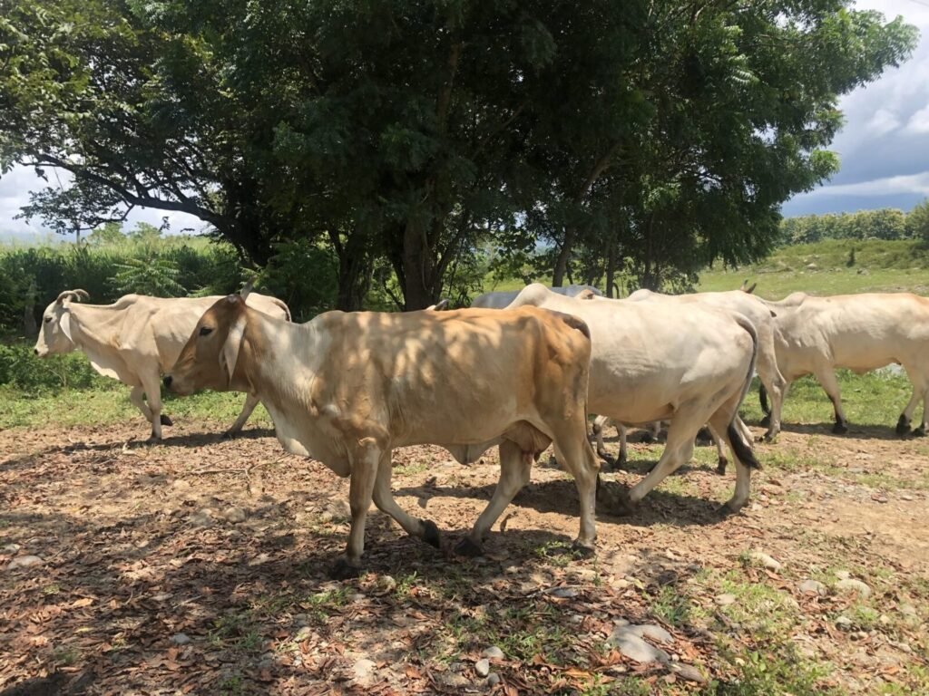 Resources 53 Fatal encephalomyelitis outbreak among dairy cows caused by rabies virus phylogroup-1 with co-occurrence of Chlamydia abortus.
