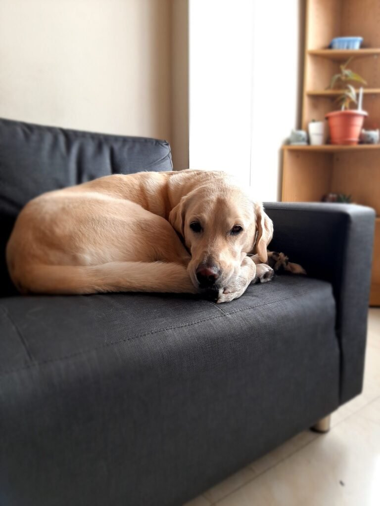 FIR Registered After Community Dog Deliberately Trapped and Suffocated to Death in Drain, Following PETA India Intervention and Complaint by Umeed Ek Kiran in Kanpur – Blog