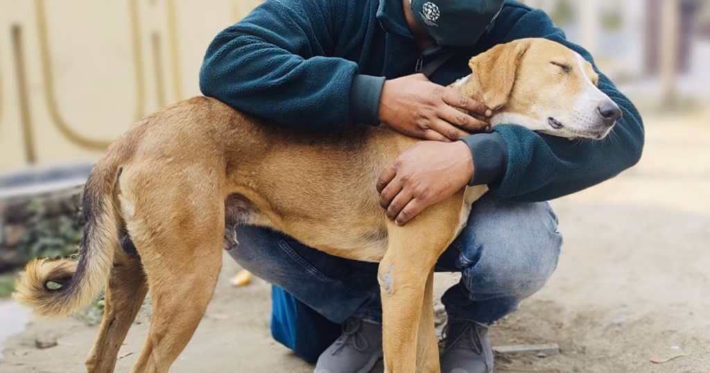 HSI/India celebrates 5 year milestone of spay/neuter in Uttarakhand