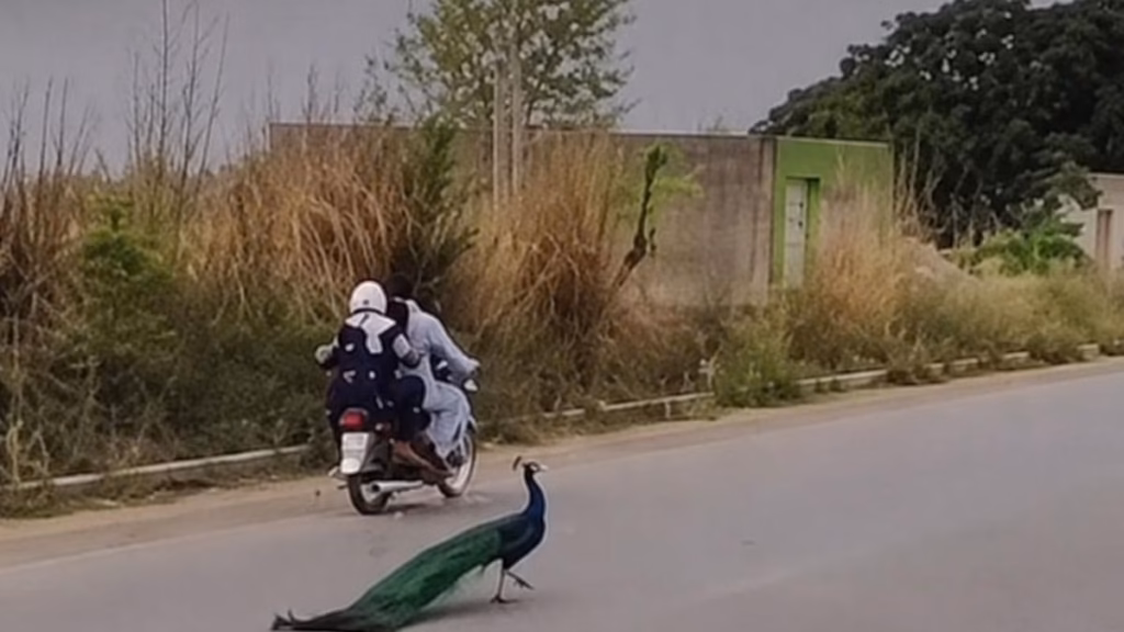 Injured peacock cries out in pain as crowd allegedly plucks its feathers