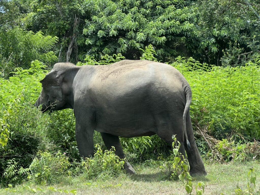 Integrated conservation framework proposed to tackle illegal marine wildlife trade