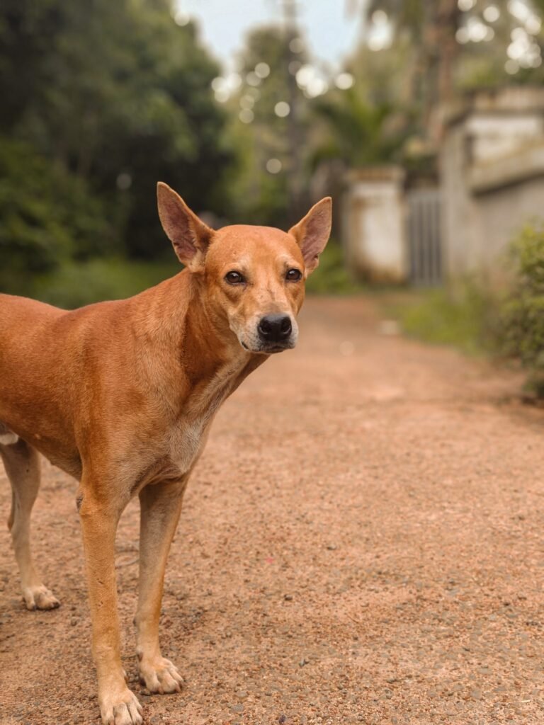 ‘Keep Stray Dogs In Colleges If You Accept Liability’: Supreme Court To Students’ Bodies